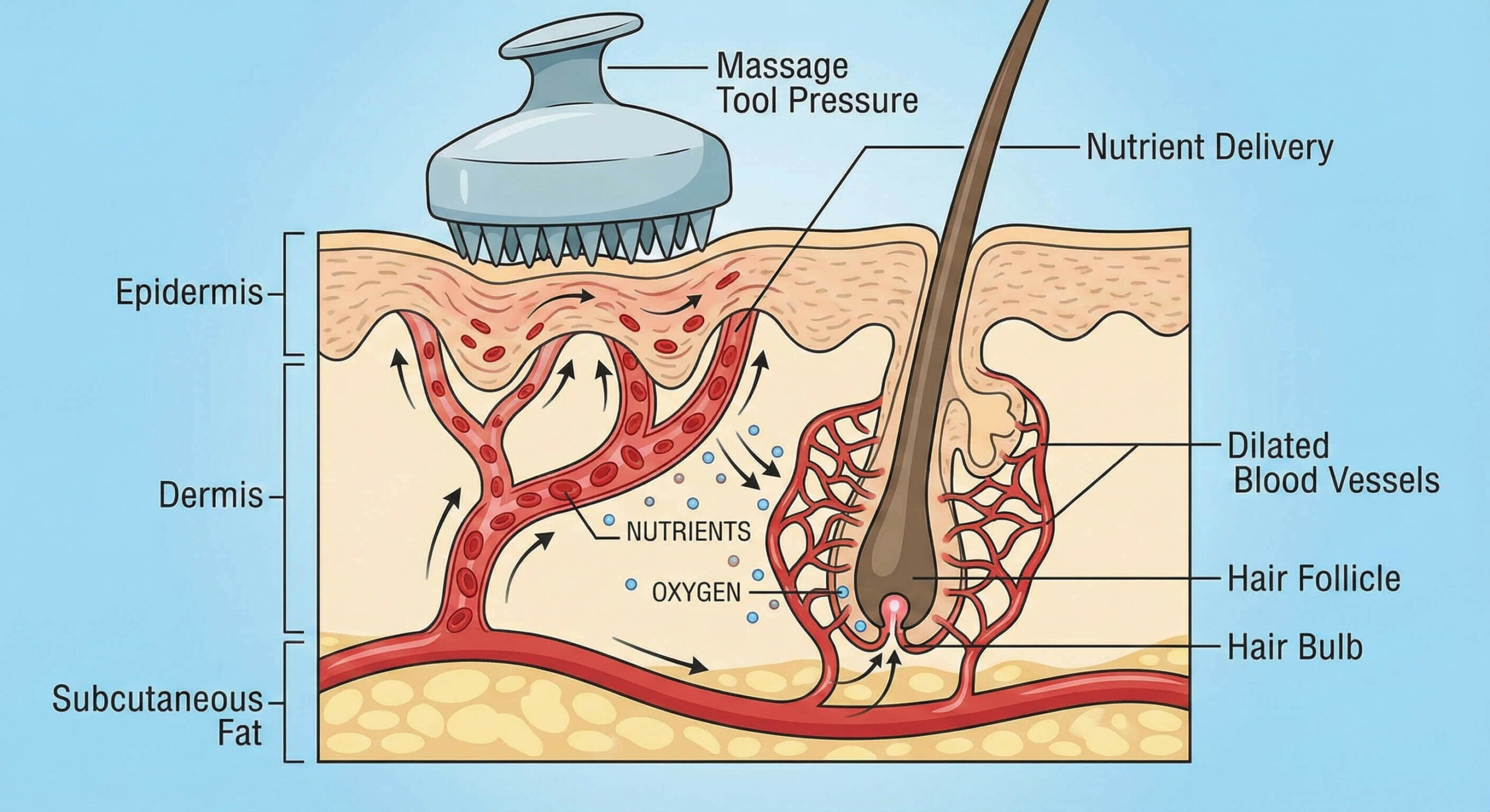 A diagram illustrating "Scalp Micro-Circulation". It should show a cross-section of the skin with blood vessels dilating under the pressure of a massage tool, delivering nutrients to the hair bulb.