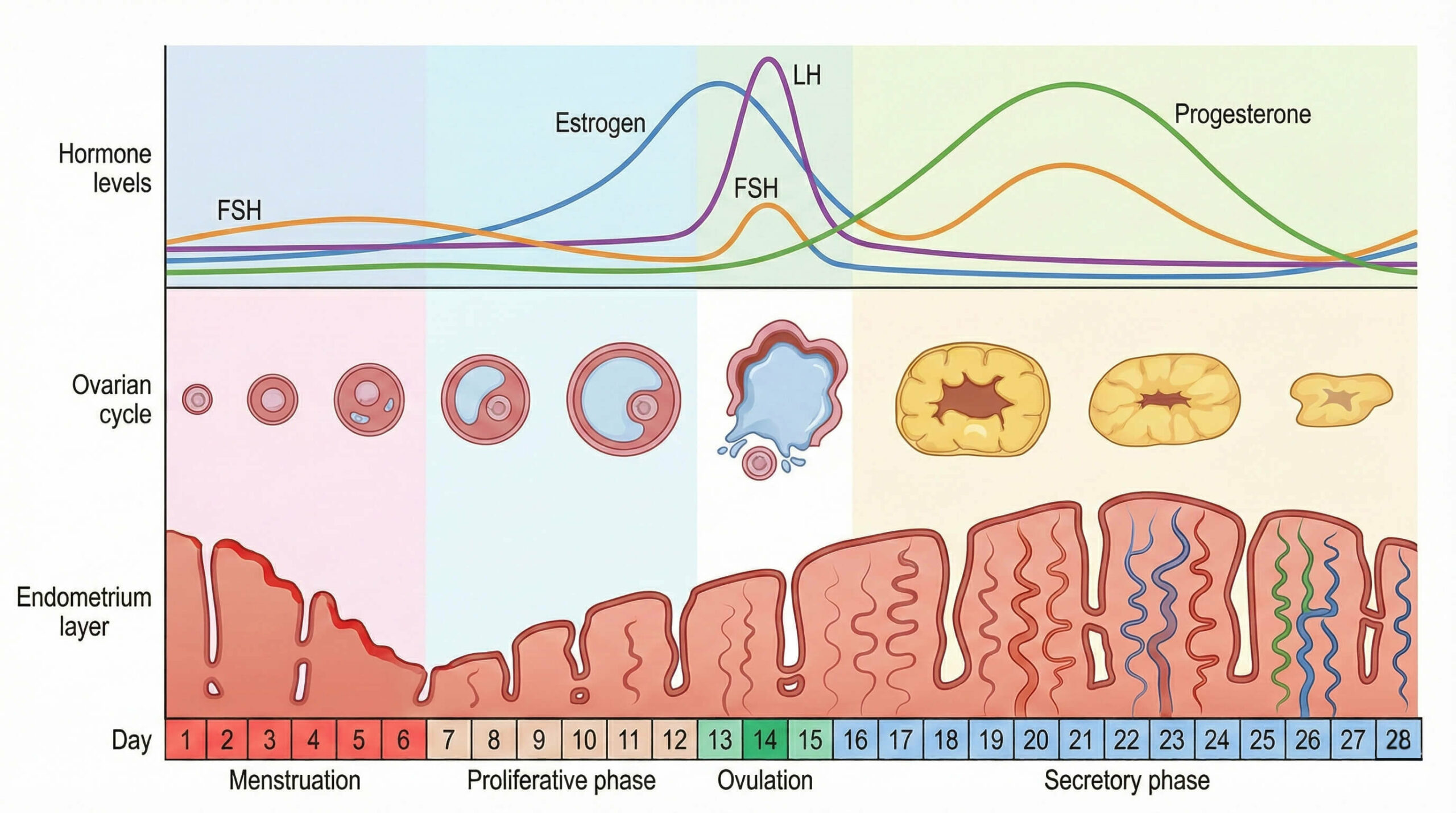 menstrual cycle 